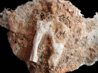 Fossils