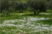 Spring flowers under the olives 