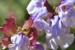 Springtime purple sage flowers 