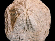Fossils