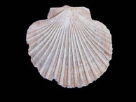 Fossils