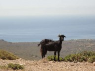 Native Wildlife  - Wild goat of Kythera 
