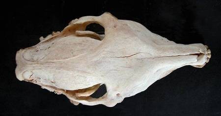 Donkey skull, top view 