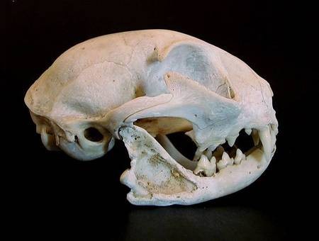 Cat Skull, side view 