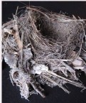 Bark and fiber bird nest 