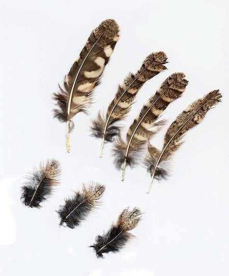Scops Feathers 