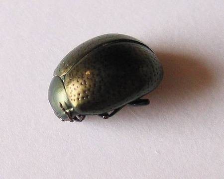 Green Beetle 
