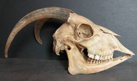 Horned goat skull 