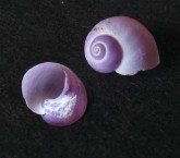 Violet Snails 