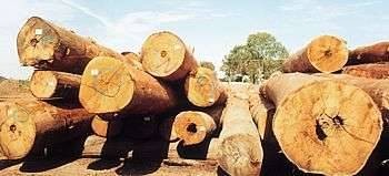 Brinos Notaras. The Timber King. - Notaras Brinos. Blackbutt Logs