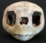 Loggerhead Turtle Skull, front view 