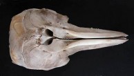 Large Dolphin Skull, top view 