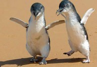 George Miller's movie Happy Feet raises the consciousness of Australians about the lives of penguins in Sydney. 