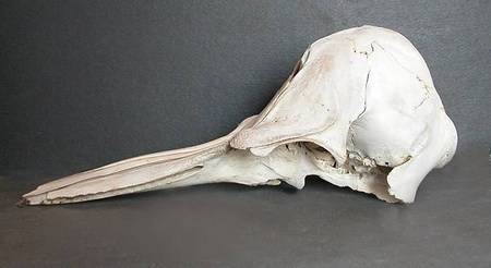 Small Dolphin Skull, side view 