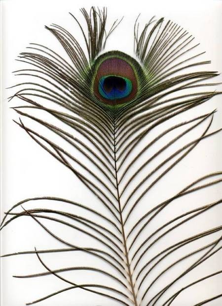 Peacock Tail Feather 