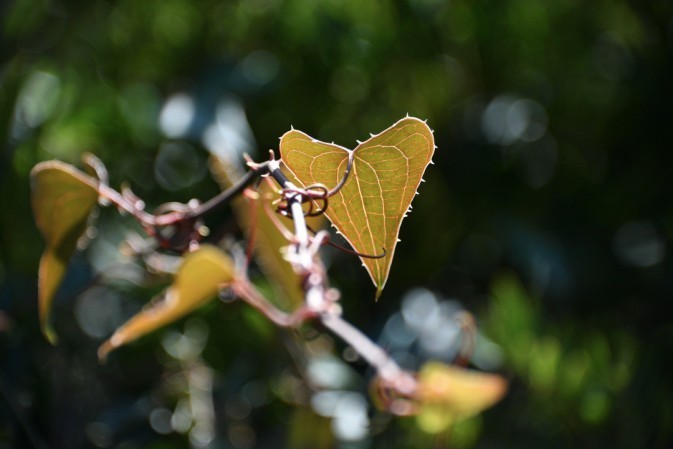 Heart shaped thorny vine leaf 