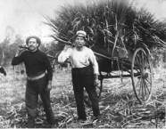 Sugarcane cutters, Childers, Qld, c.1917. John Comino (right) with a Greek-Cypriot co-worker. 