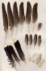 Feathers found in Fratsia 