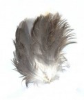 Wing Feathers 