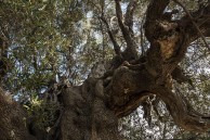 Olive, the Blessed Tree: a new open submission photographic exhibition 