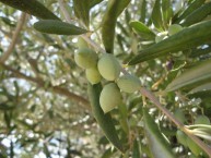 Kalie Zervos: Olives 