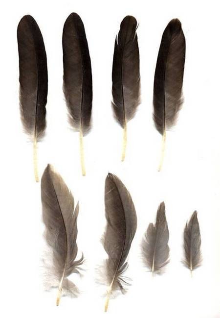 Heron Feathers 
