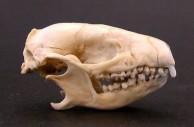 Hedgehog Skull 
