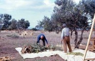 Harvesting the olives 
