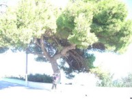 tree at platia 