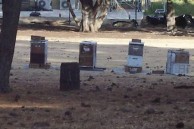 Beehives at the Monastery at Geelong. 