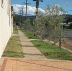 Olive trees planted adjacent to the Roxy 'complex' Bingara 
