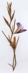 Cretan Iris 