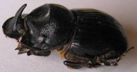 Cresent-horned Beetle 