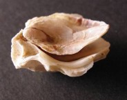Complete European Oyster 
