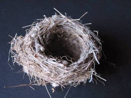 Bird nest from Paliopoli 