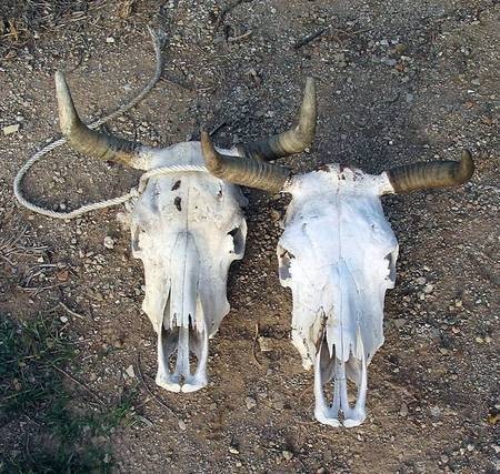 Pair of Bovine Skulls 