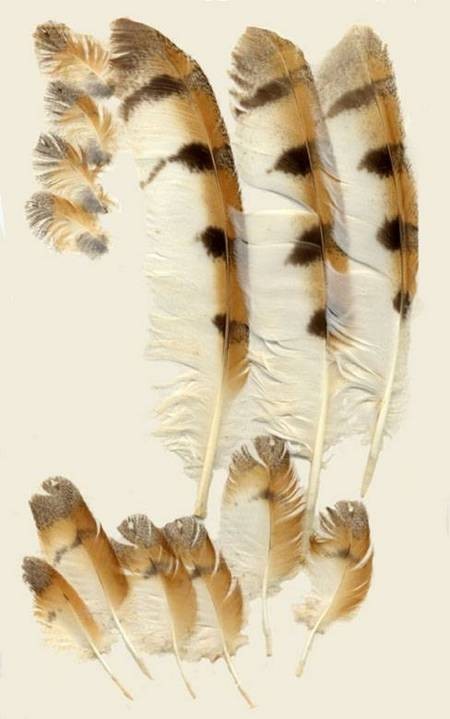 Barn Owl feathers 