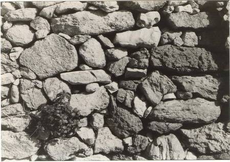 A plant grows out of a rock wall, Potamos 