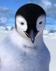 George Millers Happy Feet. A Review 