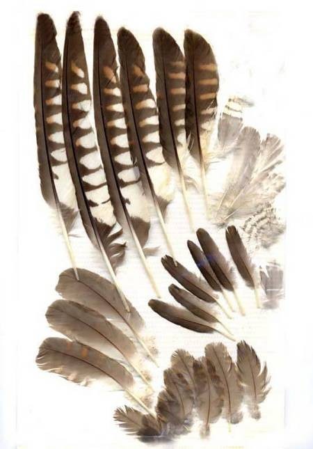 Feathers from Avlemonas 