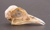 Bird skull 