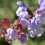 Springtime purple sage flowers 