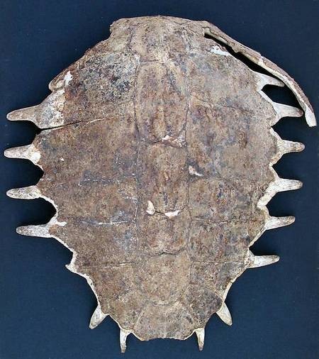 Loggerhead Turtle Shell 