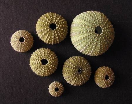 Green Sea Urchins 