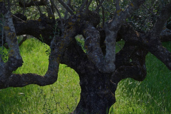 Olive tree in the spring 