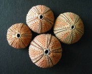 Black Sea Urchins 