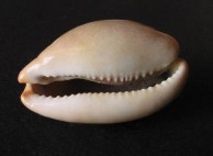 Smiling Cowrie 