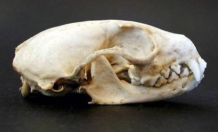 Marten Skull 