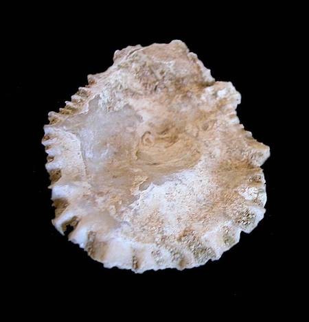 Common Oyster shell 